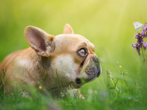 Colourfull Flowers, butterfly, Brown, Puppy, French Bulldog