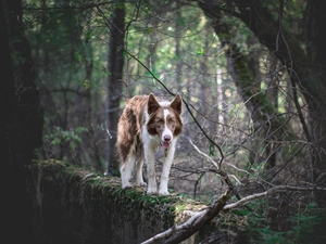 Brown and white, dog, viewes, ledge, trees, Border Collie
