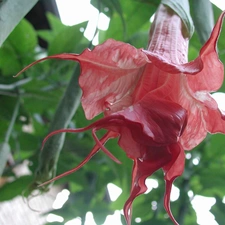 Colourfull Flowers, Bush, Brugmansia