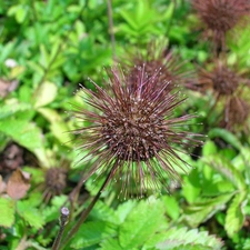 head, Aceny Buchanana