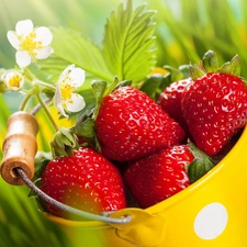 strawberries, bucket