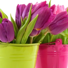 Bouquets, color, Buckets, tulips