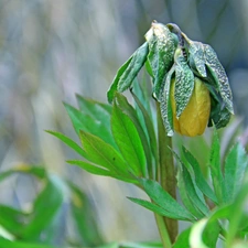 anemone, bud