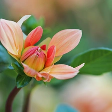 Colourfull Flowers, Dalia, bud