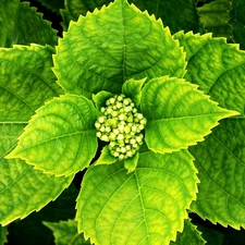 hydrangea, bud