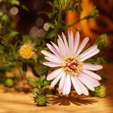 Aster, Buds