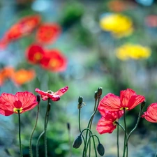 Red, Buds, blurry background, papavers