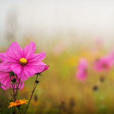 Buds, Pink, Cosmos