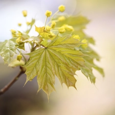 Buds, leaf, maple