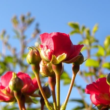 Beauty, rose, Buds, red hot