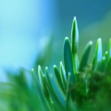 snowdrops, Buds