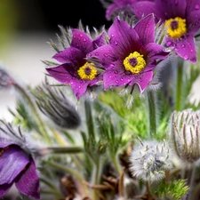 pasque, Buds, wet, purple, Flowers