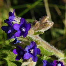 Bugloss, Flowers, purple