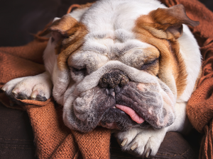 shawl, dog, English Bulldog