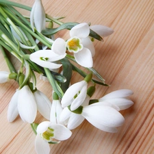 snowdrops, small bunch