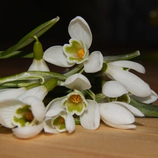 snowdrops, small bunch