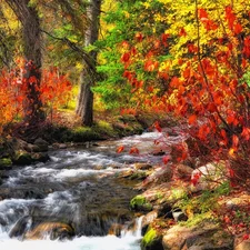 trees, forest, Bush, autumn, viewes, River