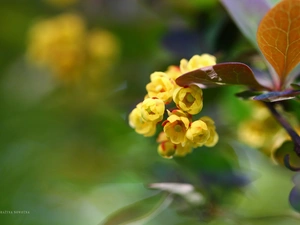 barberry, Yellow, Flowers, Bush