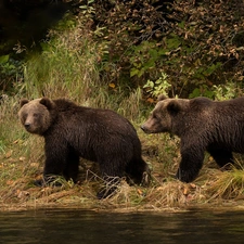 Two cars, grass, Bush, Brown Bears