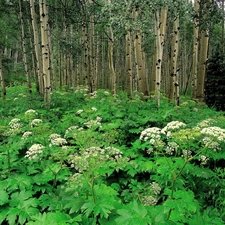 Bush, forest, trees, viewes, green ones