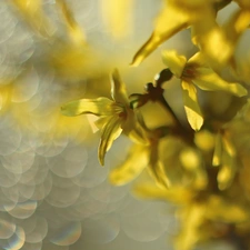 forsythia, Flowers, Bush, Yellow