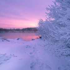 Bush, trees, lake, viewes, winter, White frost, Great Sunsets