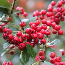 Bush, Red, Fruits