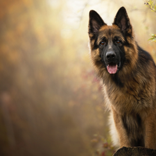 dog, muzzle, Bush, German Shepherd