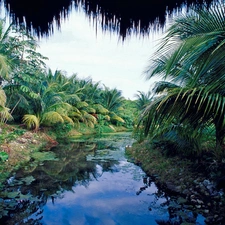 Bush, River, Palms
