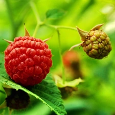 raspberries, bush