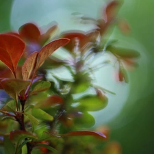 Bush, shadows, color, Leaf, Berberis Thunbergii