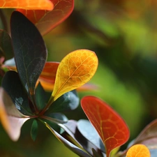 Berberis Thunbergii, Leaf, Bush, color