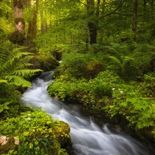 viewes, forest, fern, Bush, stream, trees