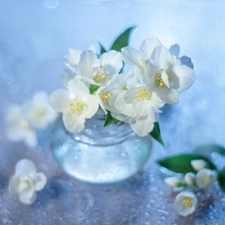 White, decoration, Bush, vase, Flowers, jasmine