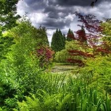 Bush, trees, viewes