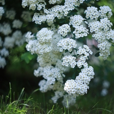 Twigs, Bush, White, Flowers, Spiraea