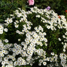 Bushes, Flowers, grass