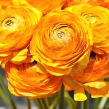 Flowers, Asian Ranunculus, buttercup