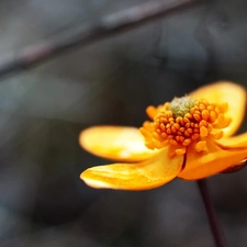 buttercup, Orange, Flower