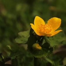 Colourfull Flowers, Yellow, buttercup