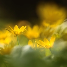 fig buttercup, Flowers, rapprochement, Yellow