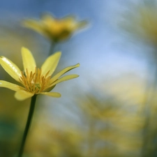 fig buttercup, Yellow, Colourfull Flowers