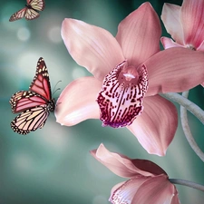 butterflies, Pink, orchid