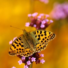 Latonia, butterfly, argynnis