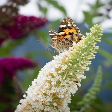 Colourfull Flowers, butterfly bush, Mermaid Admiral, White, butterfly