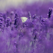 Flowers, butterfly, Cabbage Butterfly, Narrow-Leaf Lavender