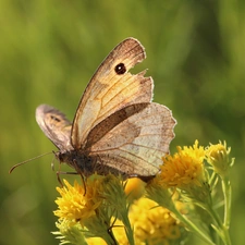 Insect, Coenonympha Pamphilus, butterfly