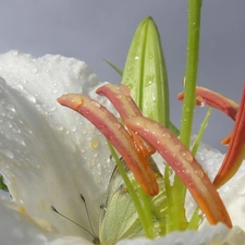 Colourfull Flowers, lily, butterfly, white