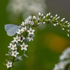 Holly Blue, Flowers, butterfly