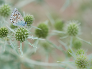 Flat See Holly, butterfly, Dusky Icarus